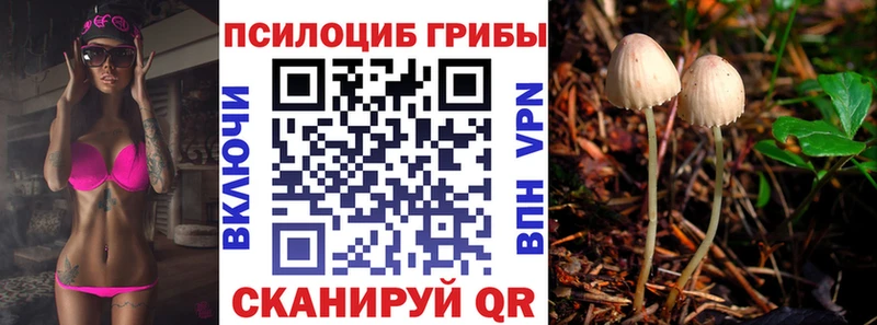 Купить где  Калининск  Галлюциногенные грибы Psilocybine cubensis 